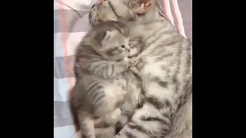 fun cats