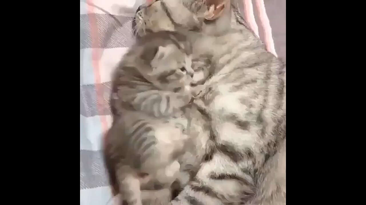 fun cats