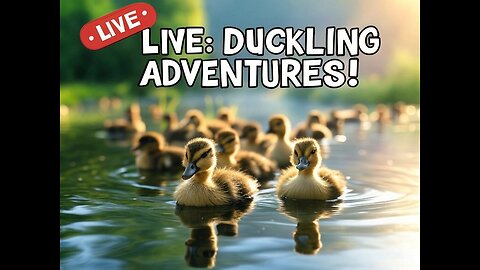 Baby Ducklings! Day 14. Baby Chick have shipped!