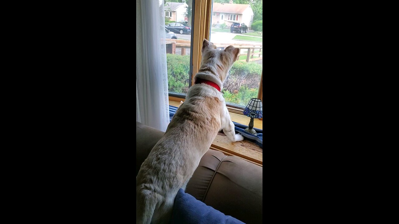 Tazer barks at...? Part 2