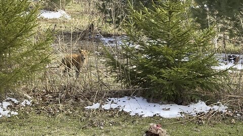 Coyote or Fox 2