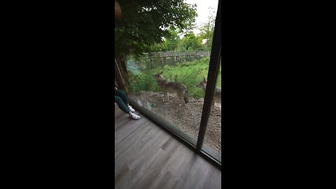 An Airbnb With The Wolves