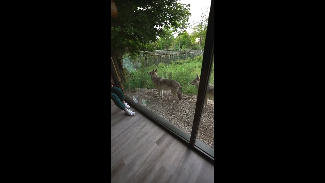 An Airbnb With The Wolves