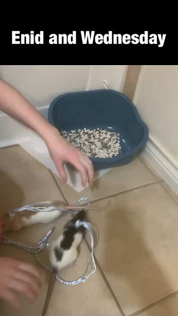 Harness Adventures With Enid & Wednesday — But They Only Last Seconds Outside the Pouch 🐀😆