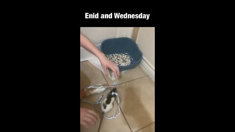 Harness Adventures With Enid & Wednesday — But They Only Last Seconds Outside the Pouch 🐀😆