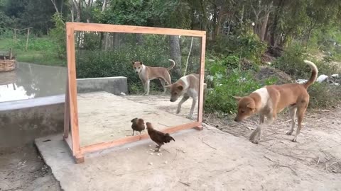 Angry dogs vs mirror reaction