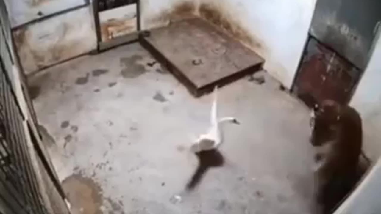 Poor little tiger