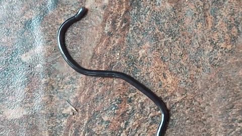 🤯✨ You Won't Believe This Tiny Snake In My Home! | FeedMyCuriosity