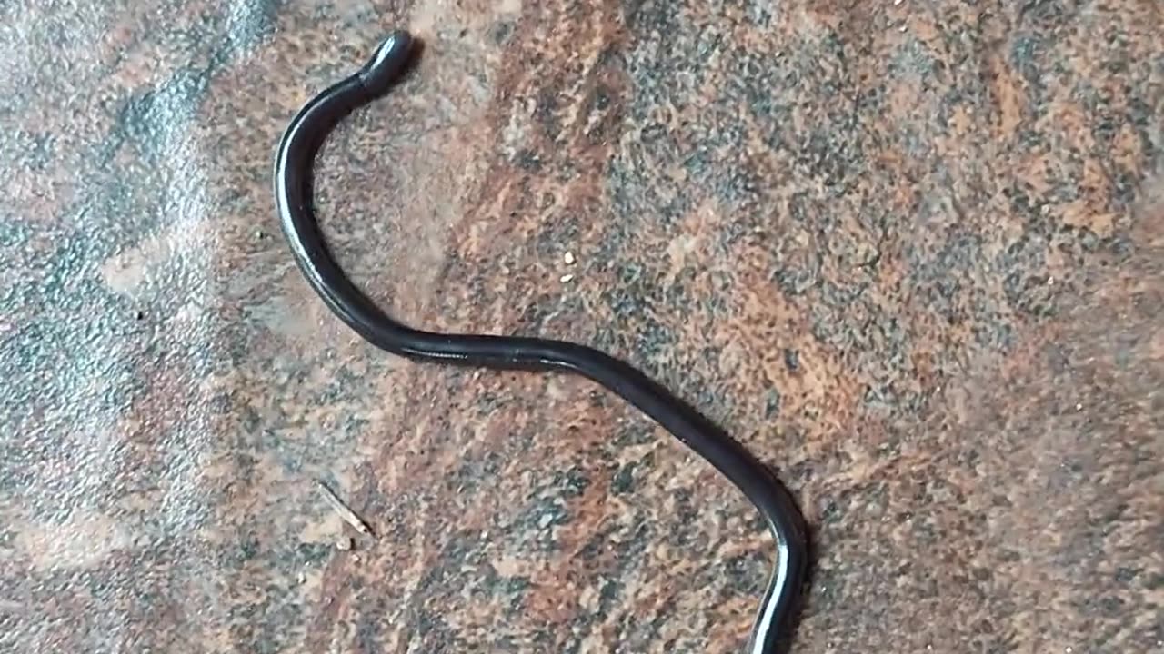 🤯✨ You Won't Believe This Tiny Snake In My Home! | FeedMyCuriosity