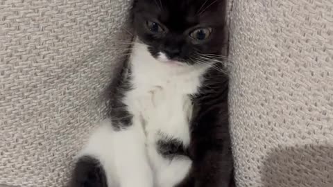 Kitten Falls Between Couch Cushions
