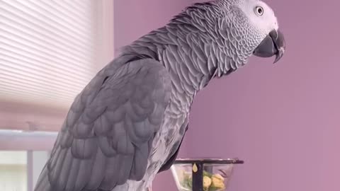 this parrot is wild! 😂 you won’t believe what it says!