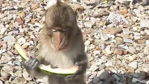 Monkey’s Watermelon on Ko Phai Island #ai