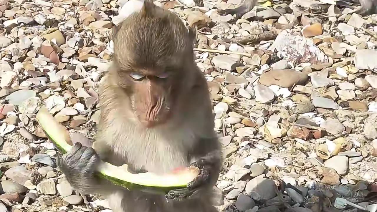 Monkey’s Watermelon on Ko Phai Island #ai