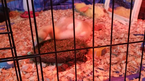 A bit of sod to start Lemongrab's day off right! #SparklegleamFarm #Lemongrab #homestead #goose