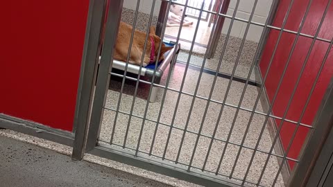 Adara-tan napping on bed in corner 2y A860937 Huey 1y A865645 kennel 46 pod 2 PACC shelter5_02