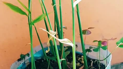 COMO PLANTAR GENGIBRE NA LATA