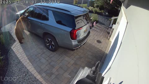Lake Tahoe Bear Lets Herself in Vehicle With Cub