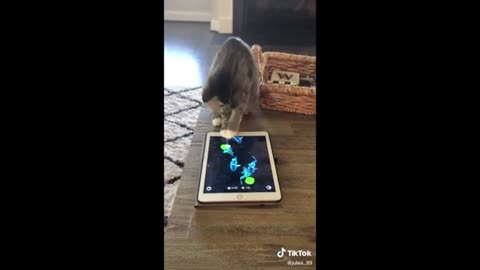 Funny animal videos 2025 - Funny cats/dogs - Funny animals