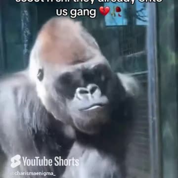 |Subscribe to Join the Fight Against the Gorilla | He's Already Onto Us..