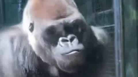 |Subscribe to Join the Fight Against the Gorilla | He's Already Onto Us..