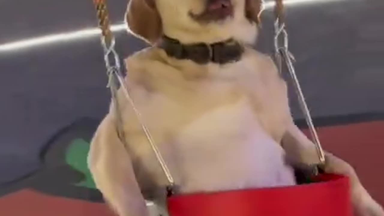 Dogs are so comfortable
