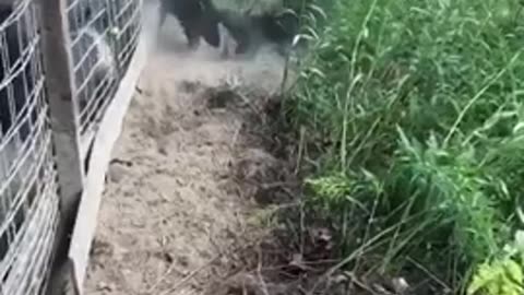 Patterdale terrier vs hog