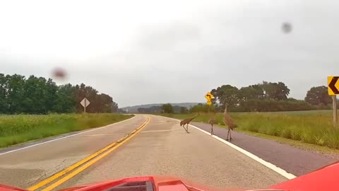 Cranes Out For A Stroll