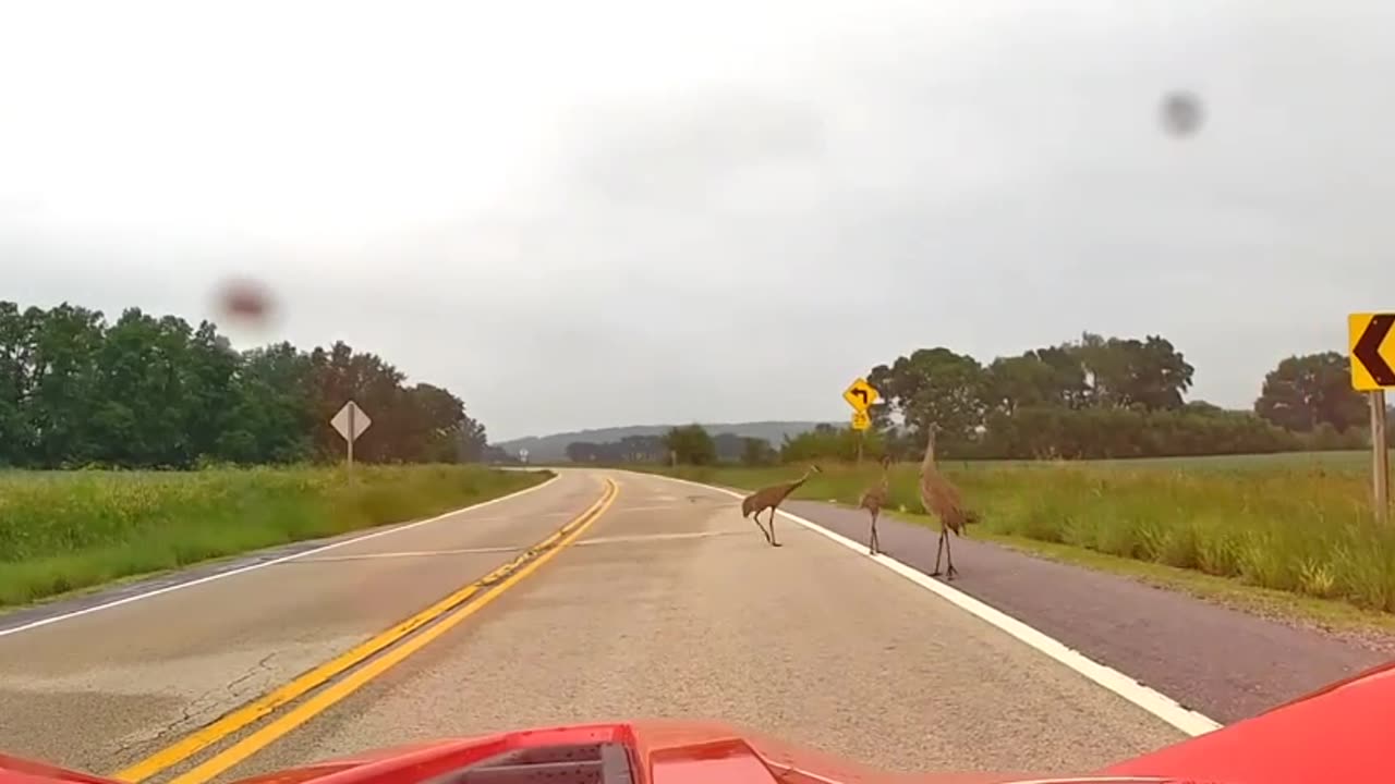 Cranes Out For A Stroll