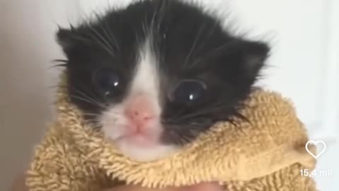 😻💥 This Kitten's Noise Is Out of Control! | FunFM