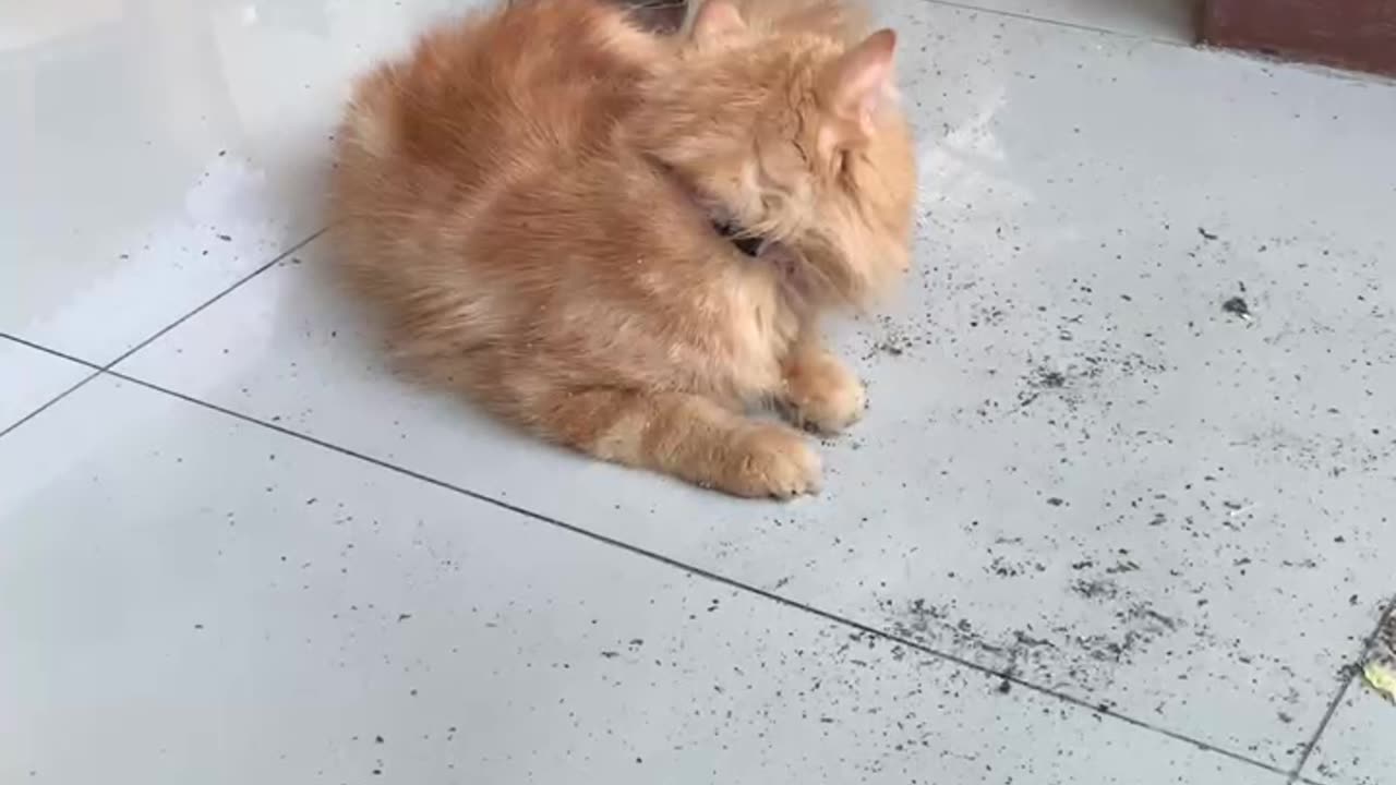 Funny and Cute Orange Cat Moments
