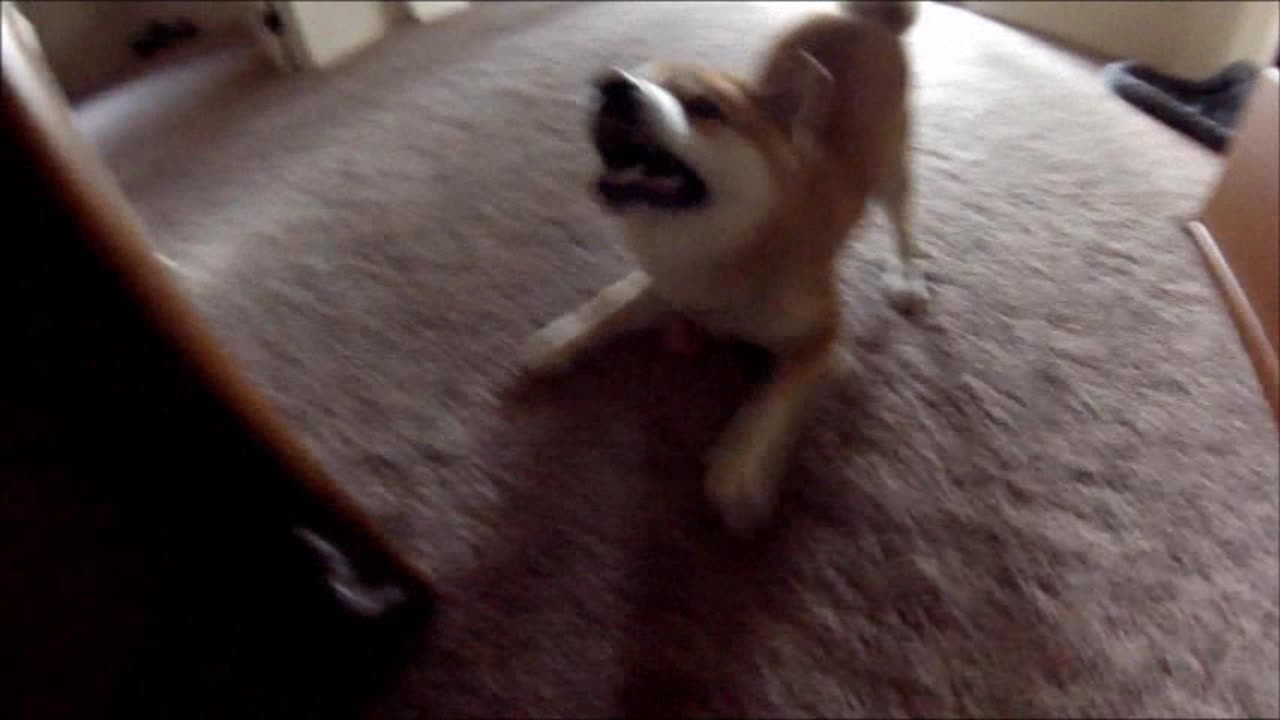 Shiba Excitement!