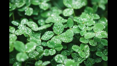 Lord Winter - Clover