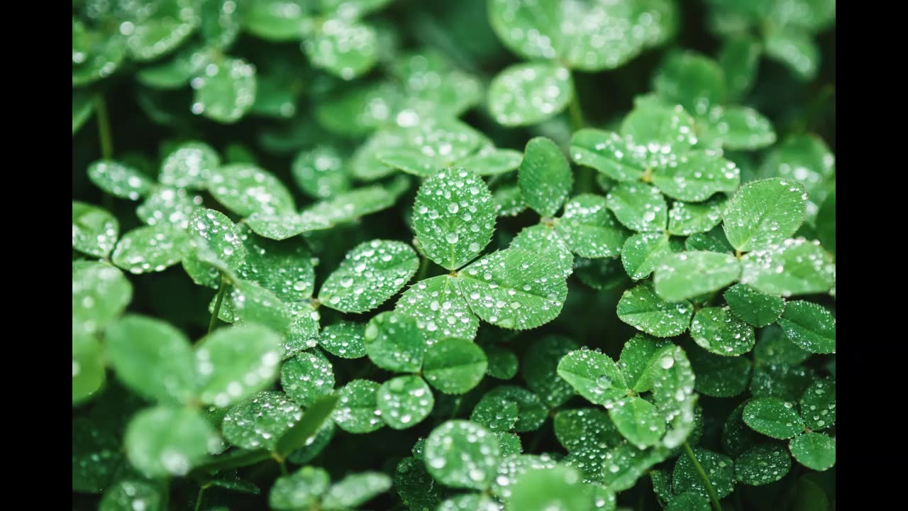Lord Winter - Clover