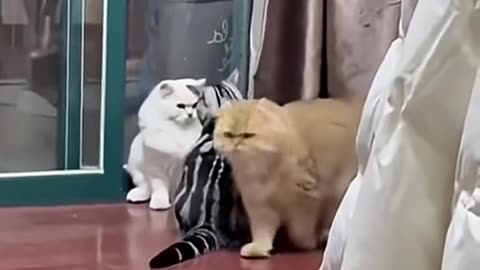 😂 Funny cats compilation