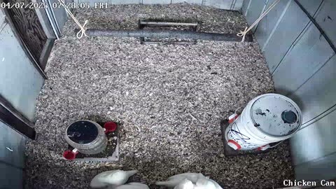 Millar Time Chicken Cam