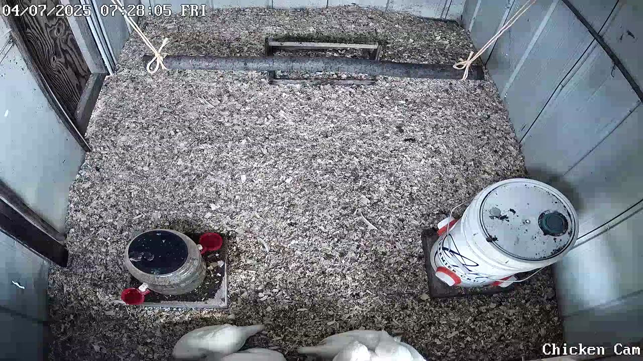 Millar Time Chicken Cam