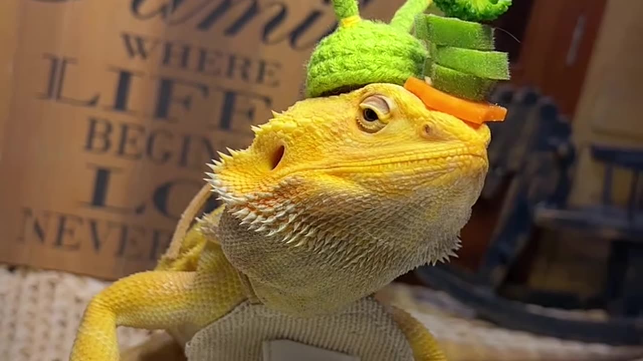 A picky eater's food vlogger: Bearded dragon's daily life as a reptile.
