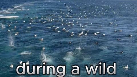 Seagulls Diving into the Ocean During a Feeding Frenzy