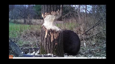 🤯✨ Watch a Beaver's Clever Listening Technique! | FeedMyCuriosity
