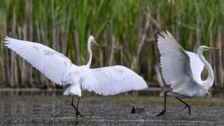 🕊️🇺🇦 Ukraine Russia War | White Heron Symbolism in Ukrainian Tradition | RCF