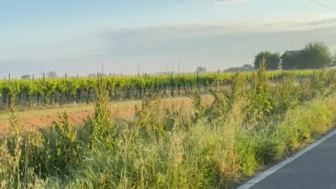 Naturel of Italy