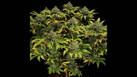 Massive yielding cultivars