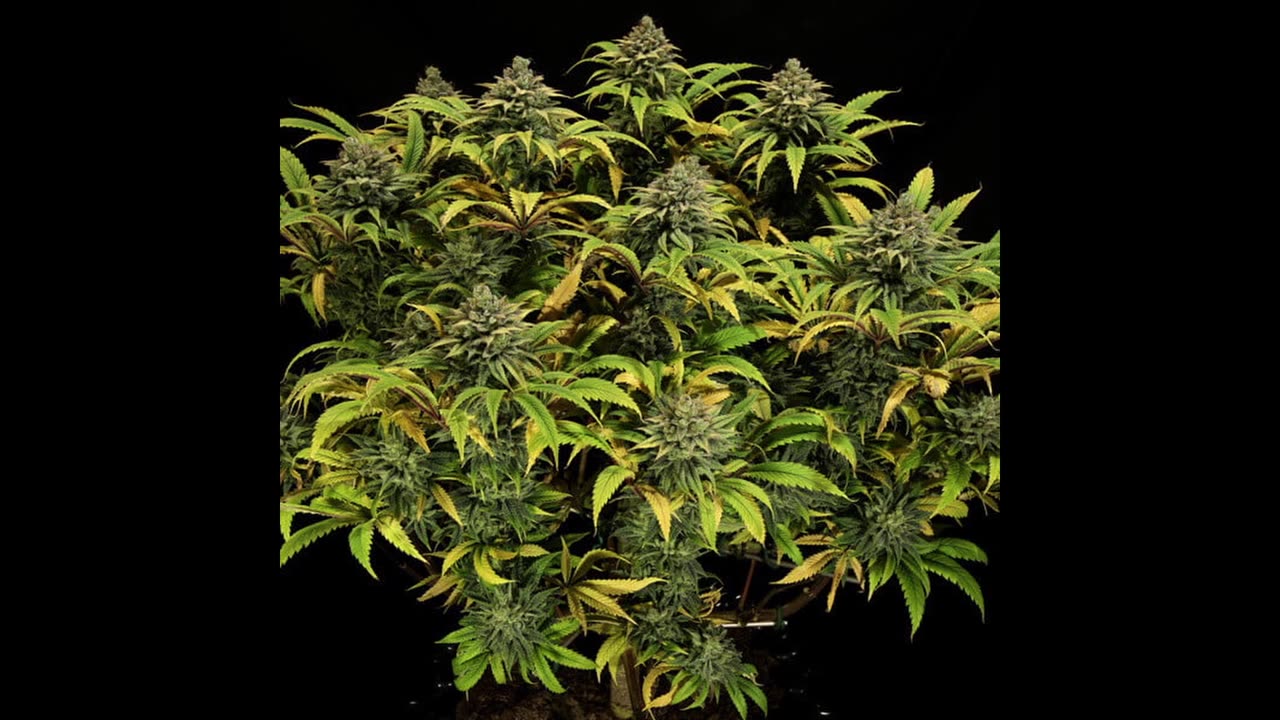 Massive yielding cultivars