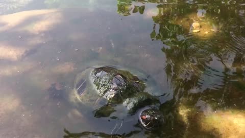 Turtle in the river, it is happy.😄