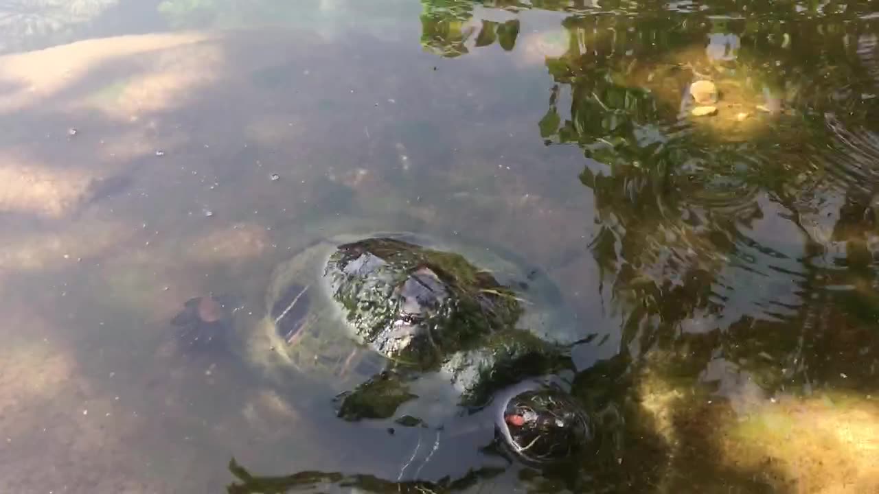 Turtle in the river, it is happy.😄