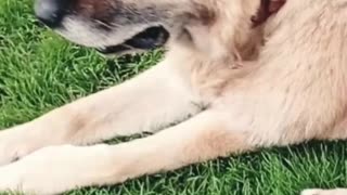 Boris says goodbye!