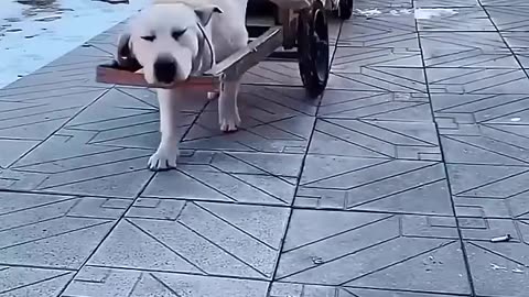 In China They Have Parking Lots For Dogs 😲❤️