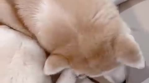 Must Watch: My dog is on her period again. Lol! #viral #dog #blood
