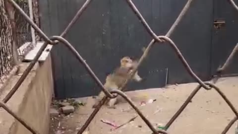 Funny videos of monkey 🐒🤣