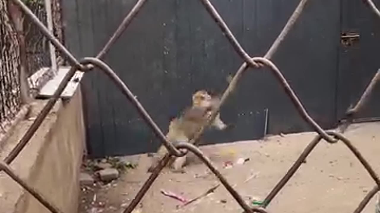 Funny videos of monkey 🐒🤣